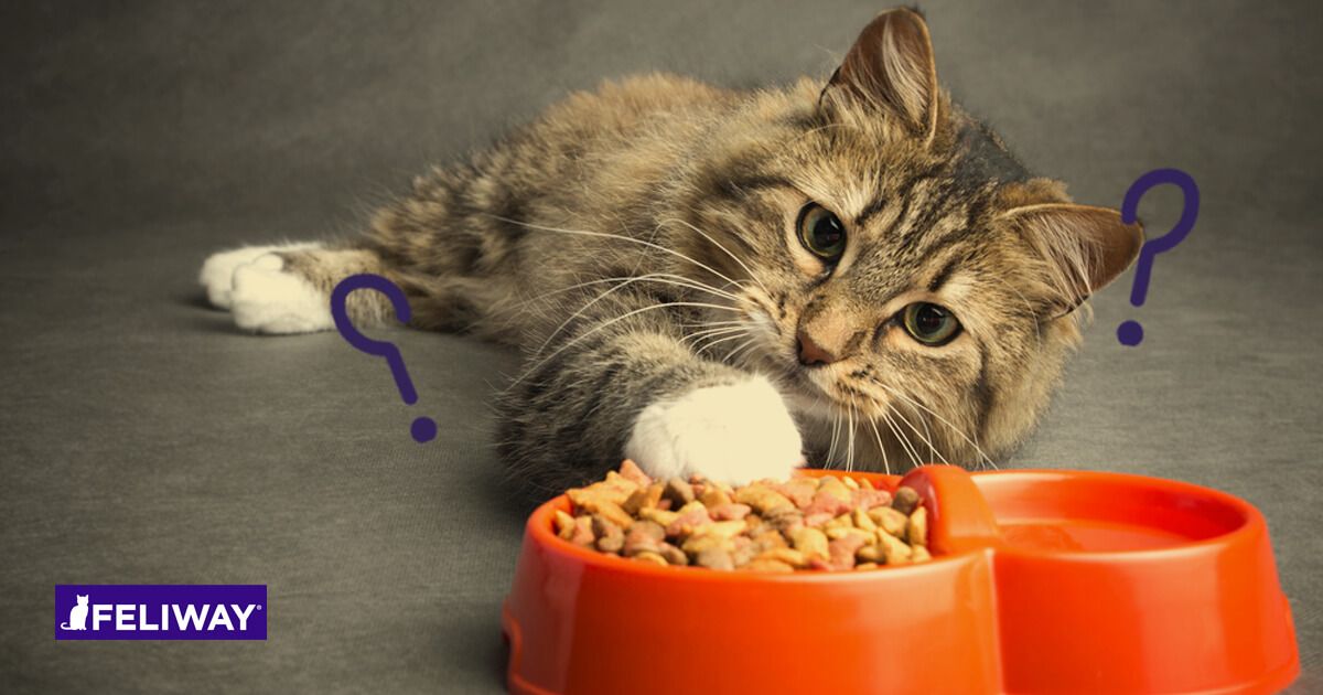 Que Faire Si Mon Chat Refuse De Manger et Qu’il Se Cache